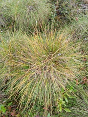 Eriophorum vaginatum