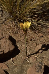 Zephyranthes gilliesiana