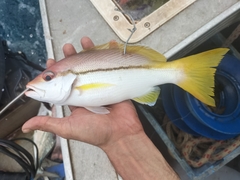 Lutjanus vitta