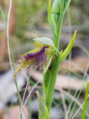Calochilus therophilus