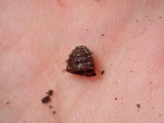 Aeschrodomus stipulata