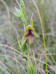 Calochilus therophilus