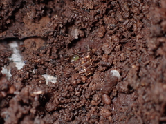 Aeschrodomus stipulata