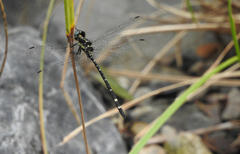 Eusynthemis nigra