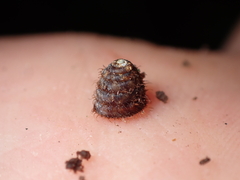 Aeschrodomus stipulata