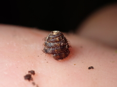 Aeschrodomus stipulata
