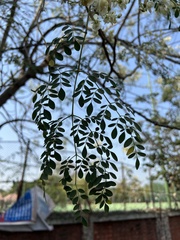 Moringa oleifera