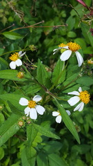 Bidens alba