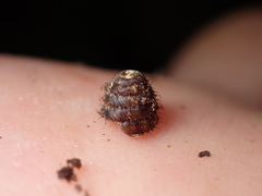 Aeschrodomus stipulata