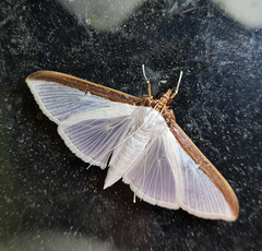 Cydalima laticostalis