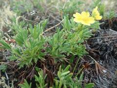 Potentilla biflora