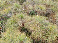 Eriophorum vaginatum