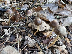 Psathyrella longicauda