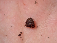 Aeschrodomus stipulata