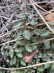 Hedeoma costata