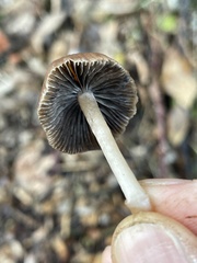 Psathyrella longicauda