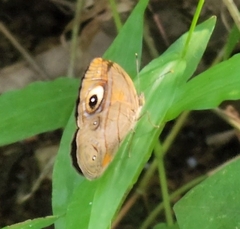 Mycalesis junonia