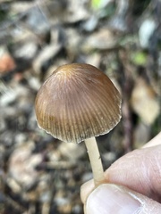 Psathyrella longicauda
