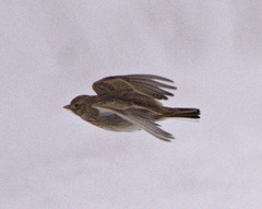 Alaudala heinei