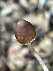 Psathyrella longicauda