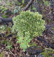 Angelica lucida