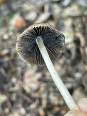 Psathyrella longicauda