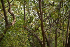 Cyornis tickelliae