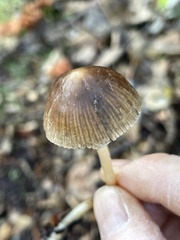 Psathyrella longicauda