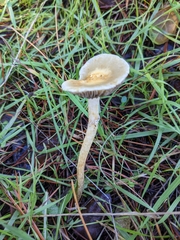 Leratiomyces percevalii