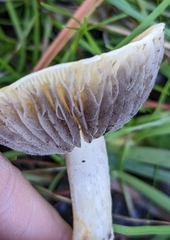 Leratiomyces percevalii