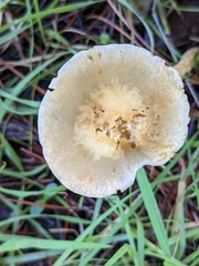 Leratiomyces percevalii