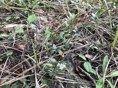 Chiococca parvifolia