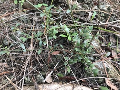 Chiococca parvifolia