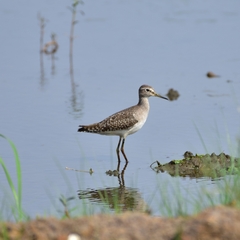 Tringa glareola