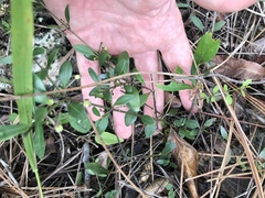 Chiococca parvifolia