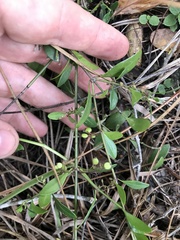 Chiococca parvifolia