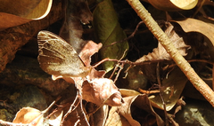 Heteronympha mirifica