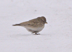 Alaudala heinei