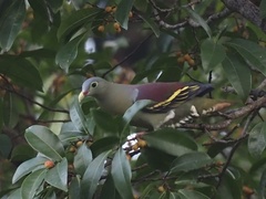Treron curvirostra