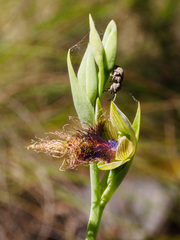 Calochilus therophilus