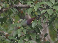 Treron curvirostra