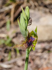 Calochilus therophilus