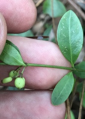 Chiococca parvifolia