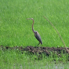 Ardea purpurea