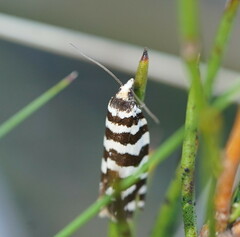 Paracochylis amoenana