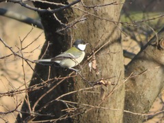 Parus minor