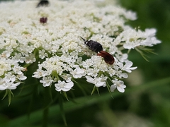 Tolidopalpus nitidocoma