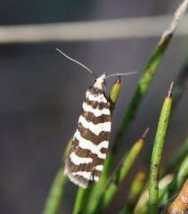 Paracochylis amoenana