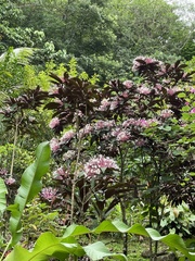 Clerodendrum quadriloculare