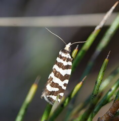 Paracochylis amoenana